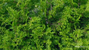 Egyidejűleg dugta meg a ribanc feleségét és annak kettő huncut barátnőjét Thumb